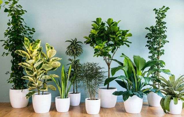 Floresta urbana: 8 formas como plantas podem melhorar sua casa